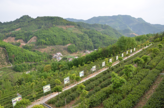 安康富硒茶引爆中國西部最牛茶專業(yè)展會(圖7)